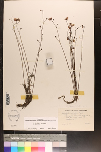 Utricularia striata image